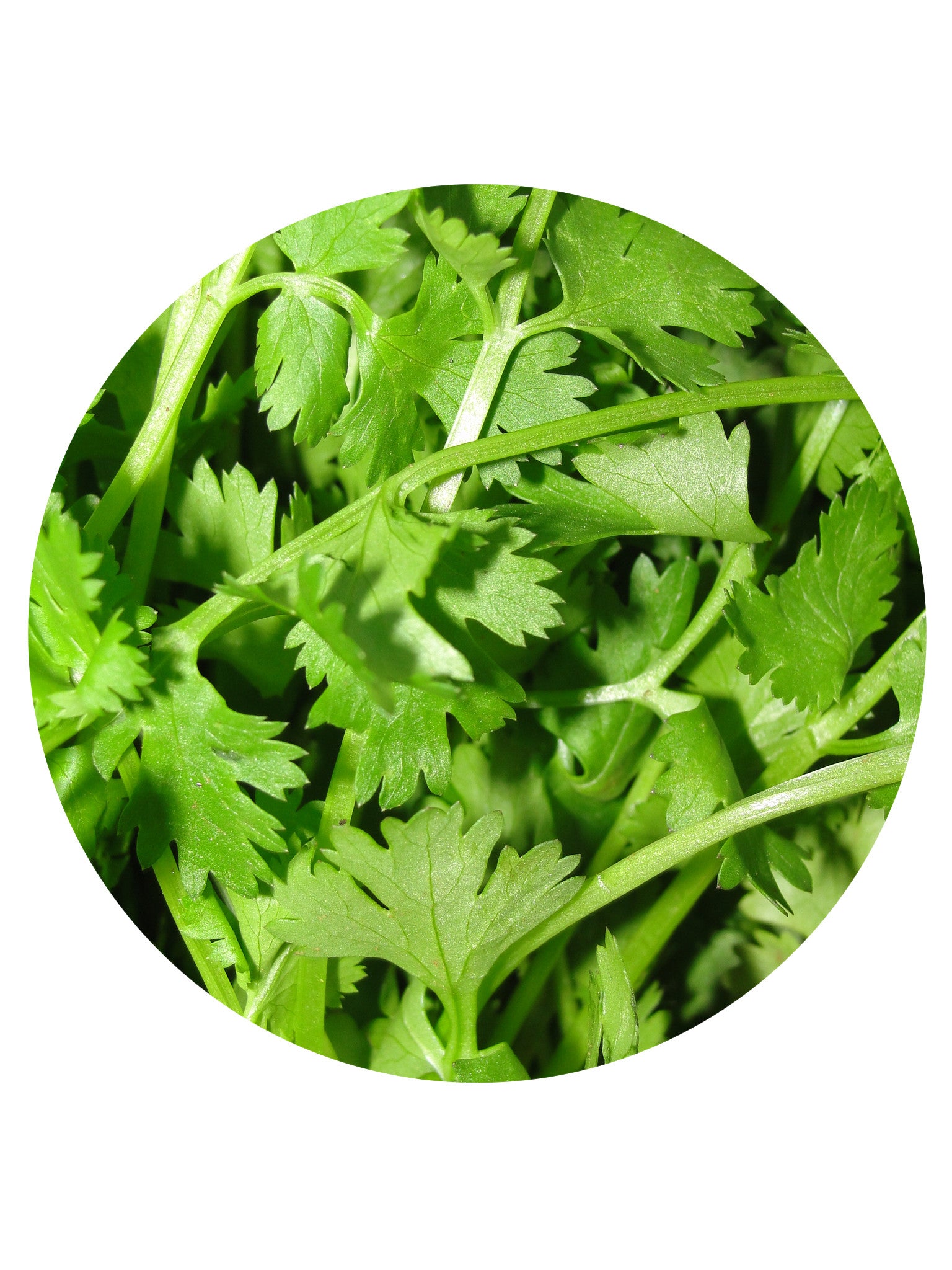 Coriander