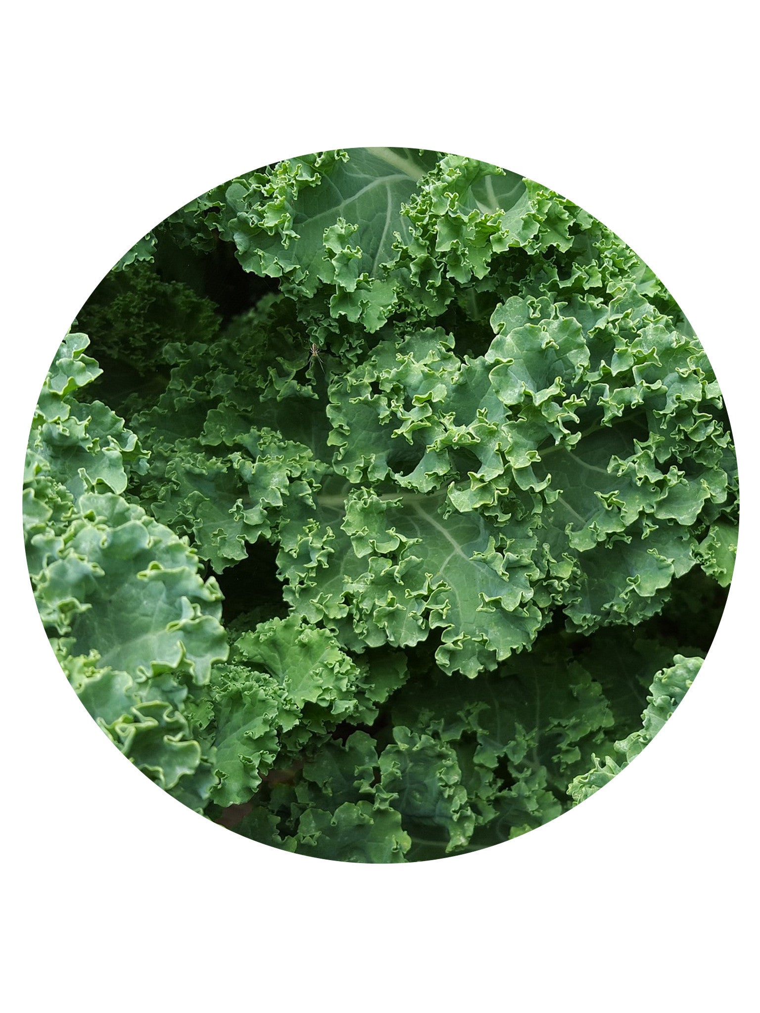 Kale