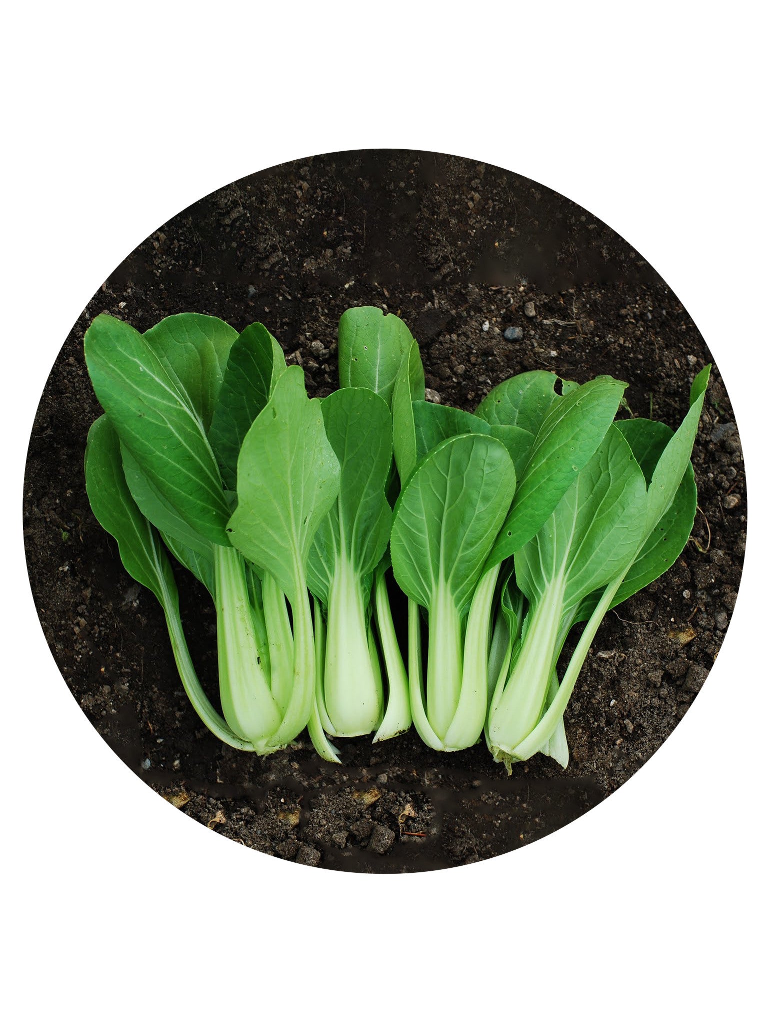 Pak Choi