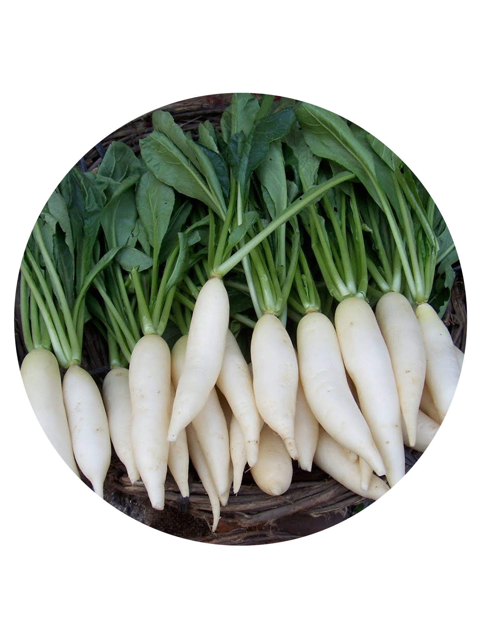 Radish