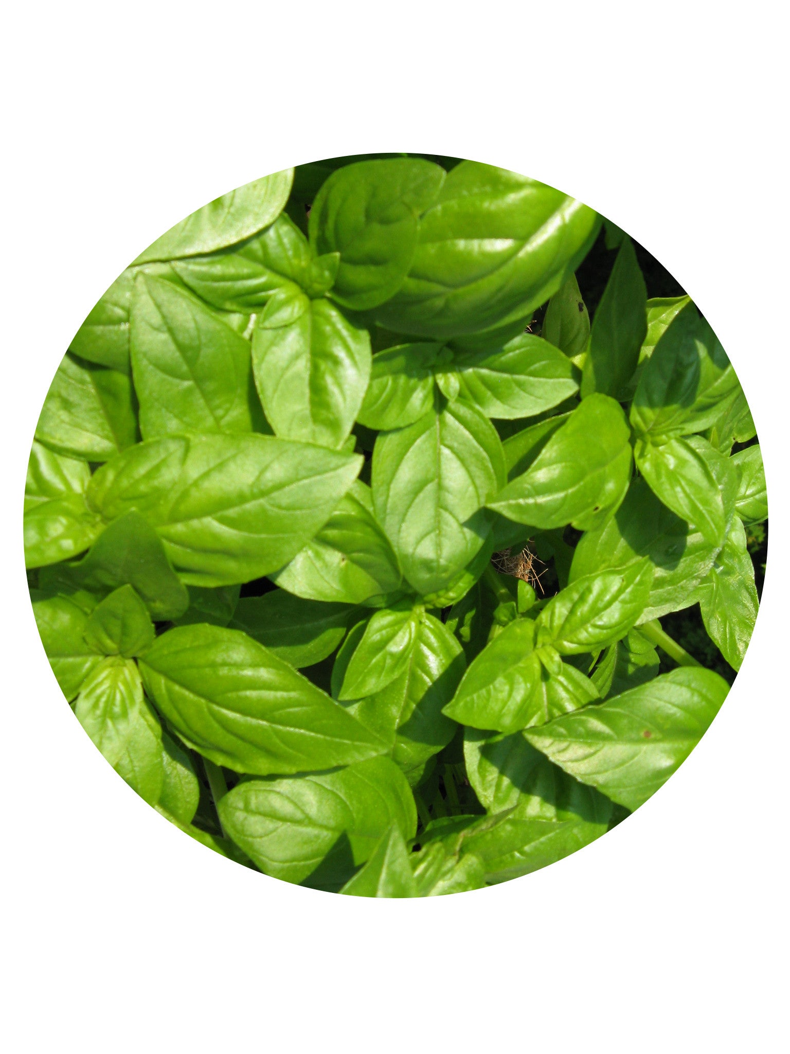 Sweet Basil